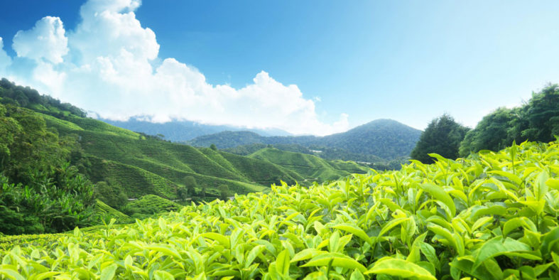 Tea-Plantation-munnar Tea-Plantation-munnar