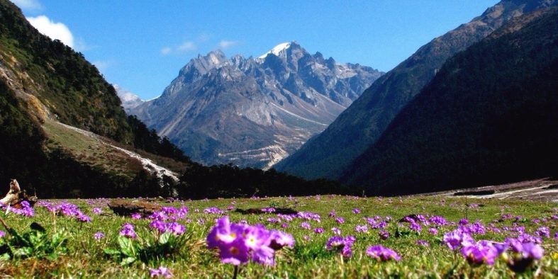 yumthang-situated-at yumthang-situated-at